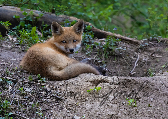 Red Fox