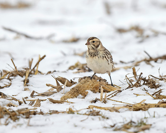 Lapland Longspur