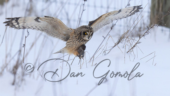 Short-eared Owl