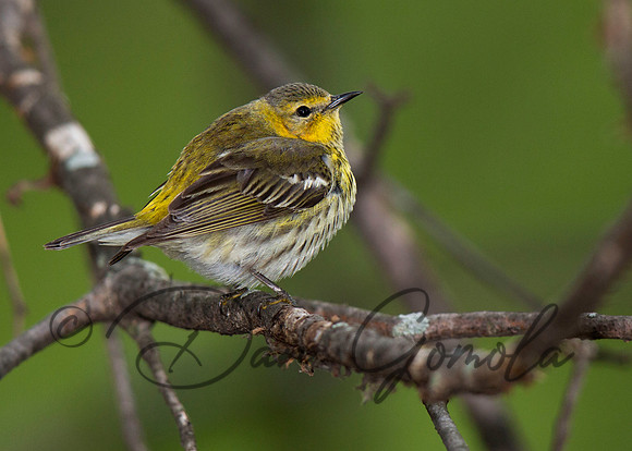 Cape May Warbler