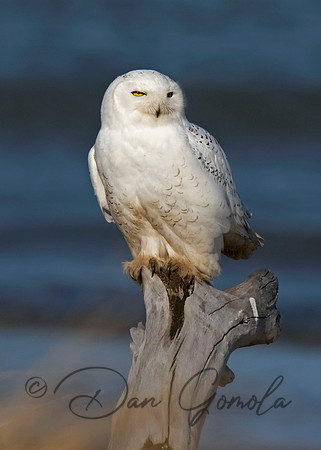 Snowy Owl