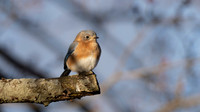 Eastern Bluebird