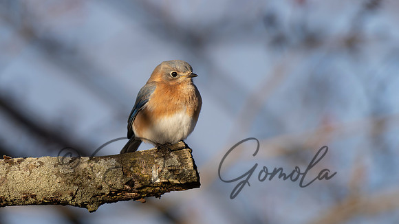 Eastern Bluebird