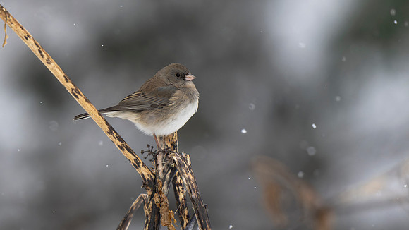 Dark-eyed Junco