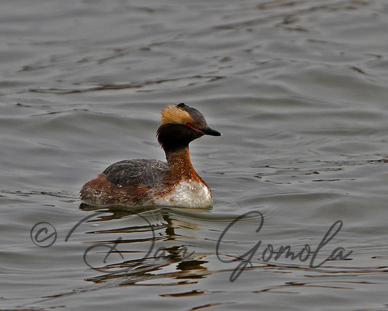 Horned Grebe (male)