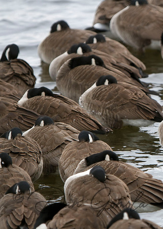 Canada Geese