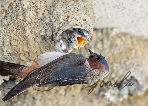 Cliff Swallow