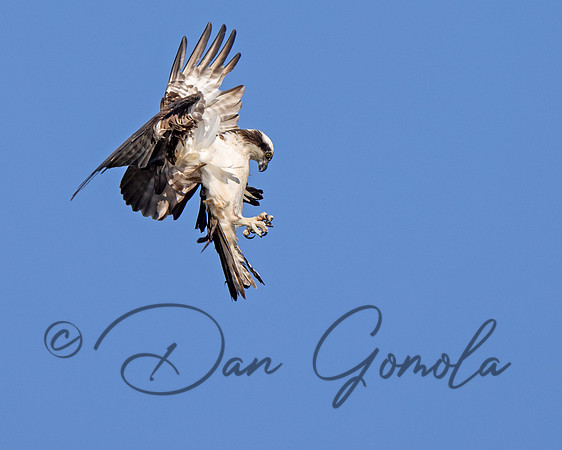 Osprey