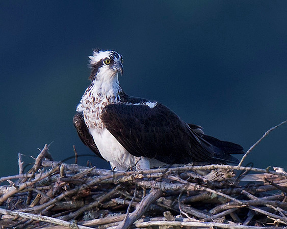 Osprey