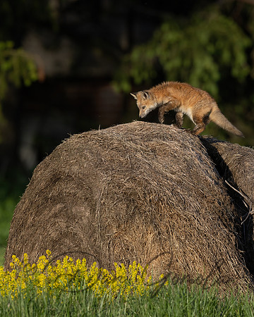 Red Fox