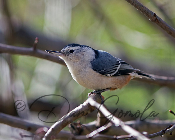 White-breasted Nuthatch