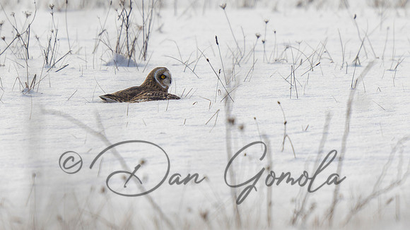 Short-eared Owl