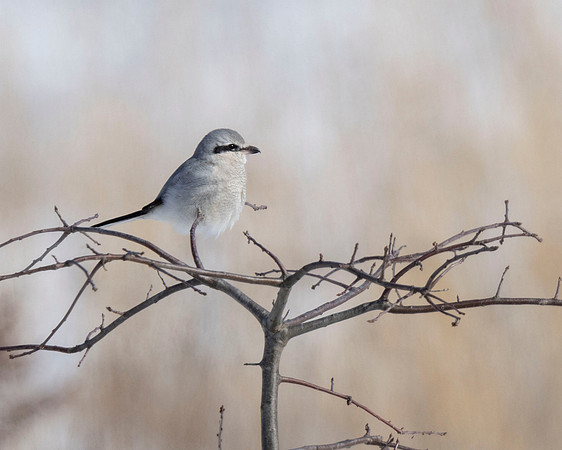 Northern Shrike