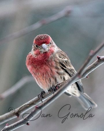 House Finch