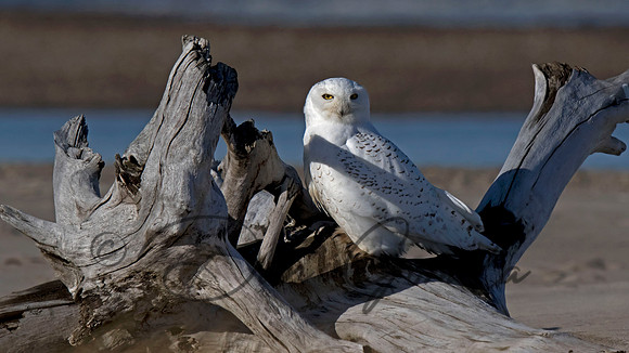 Snowy Owl