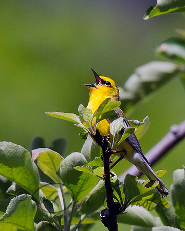 Blue-winged Warbler