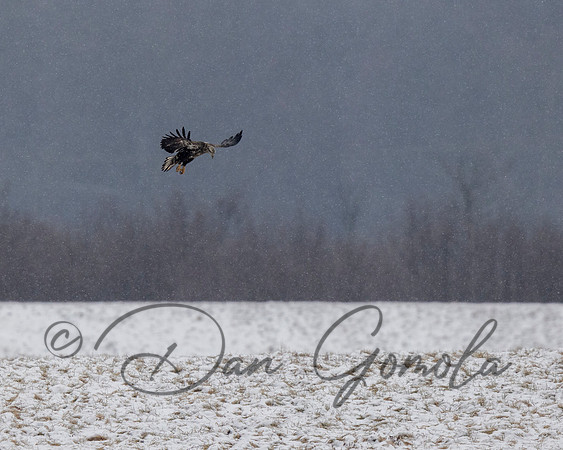 Bald Eagle