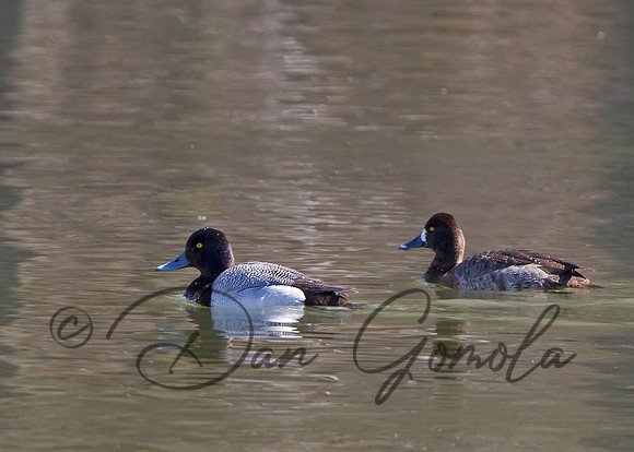 Lesser Scaup