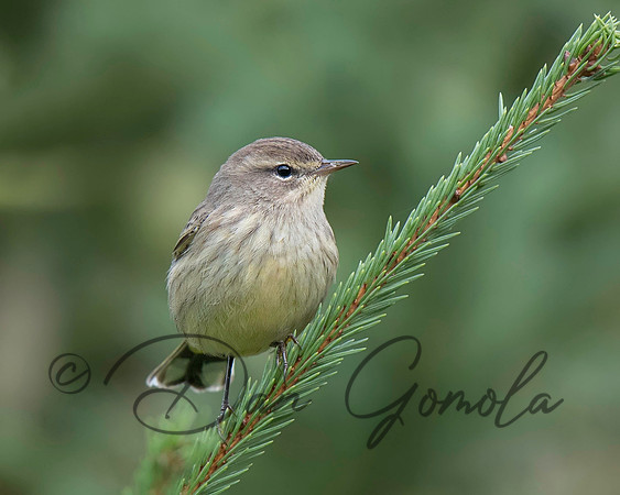 Palm Warbler