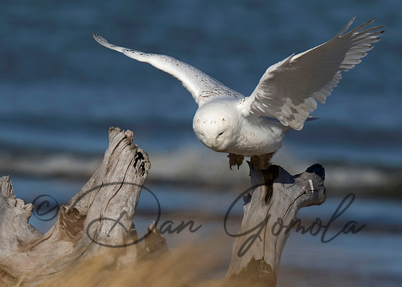Snowy Owl