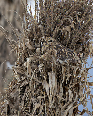 Short-eared Owl