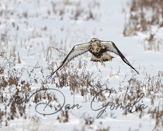 Rough-legged Hawk