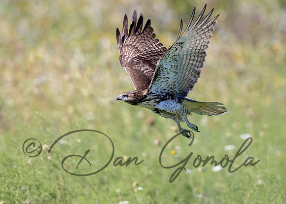 Red-tailed Hawk