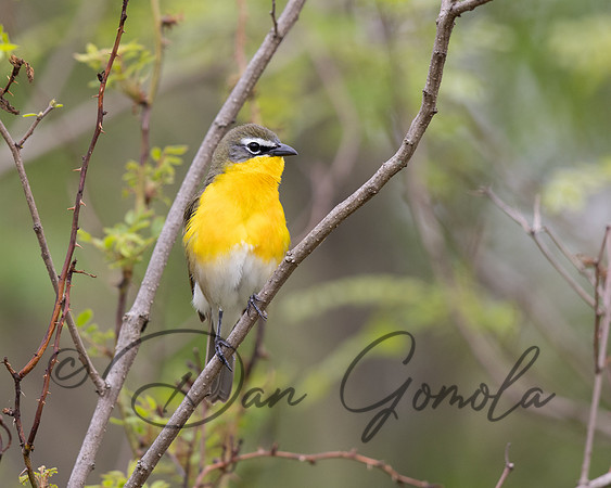 Yellow-breasted Chat