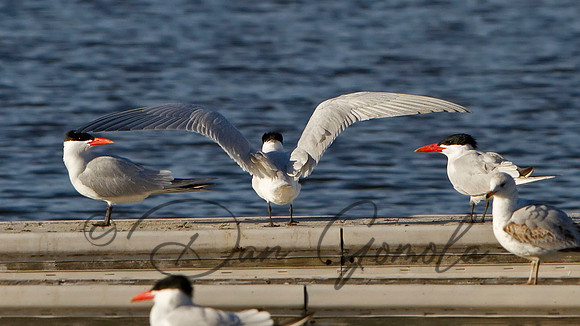 Caspian Tern