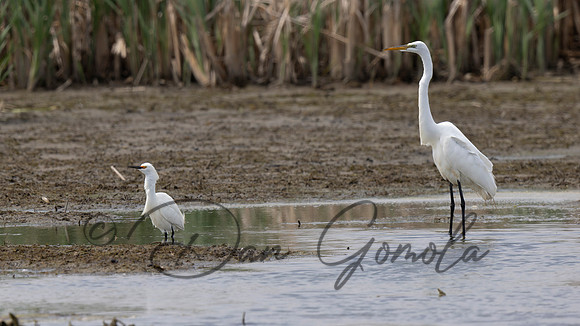 Snowy Egret and Great Egret