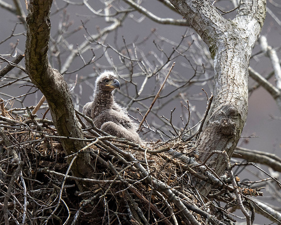 Bald Eagle