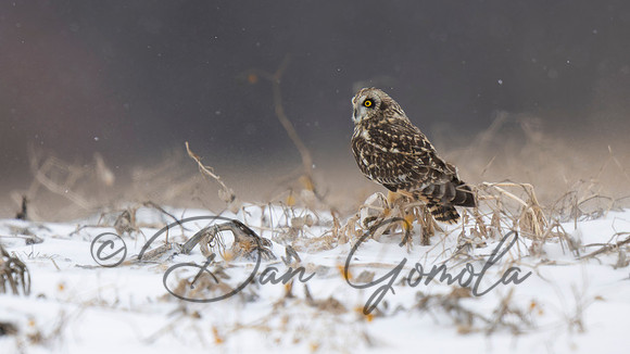 Short-eared Owl
