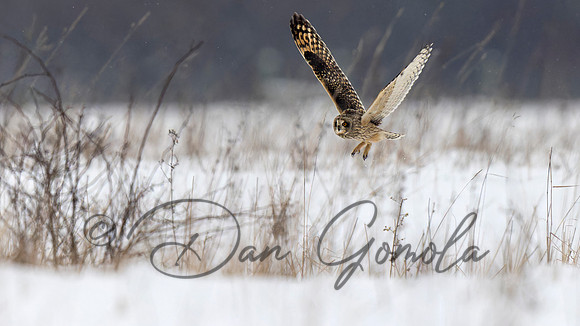 Short-eared Owl
