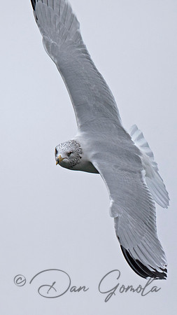 Ring-billed Gull