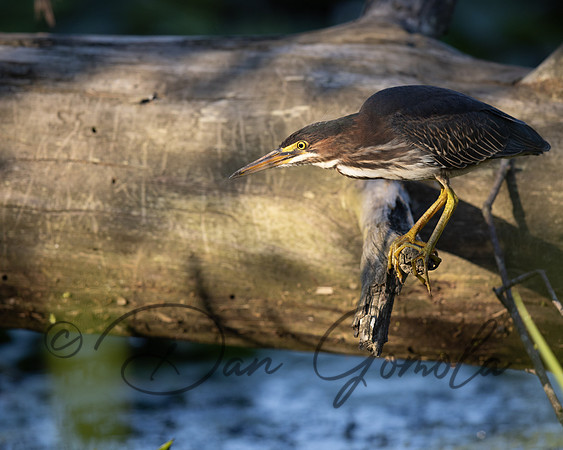 Green Heron
