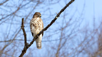 Red-shouldered Hawk