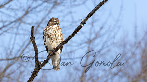 Red-shouldered Hawk