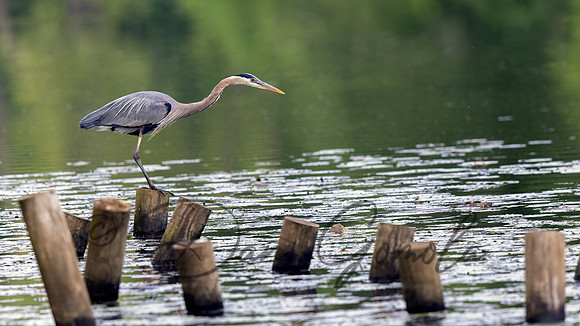 Great Blue Heron