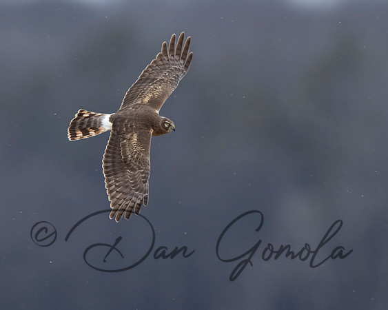 Northern Harrier