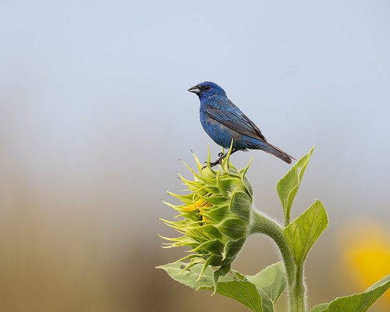 Indigo Bunting