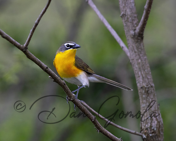 Yellow-breasted Chat