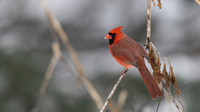 Northern Cardinal