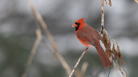 Northern Cardinal