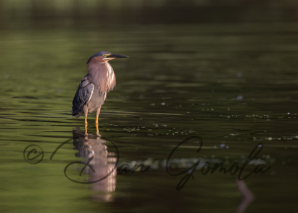 Green Heron