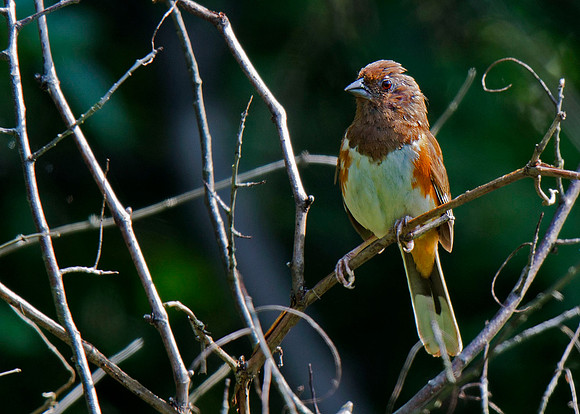 Eastern Towhee