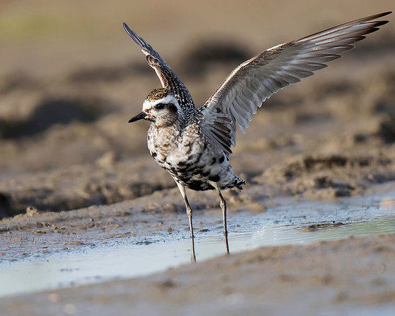 American Golden-Plover