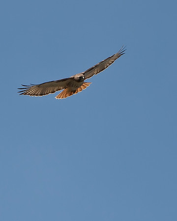 Red-tailed Hawk