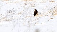 Rough-legged Hawk
