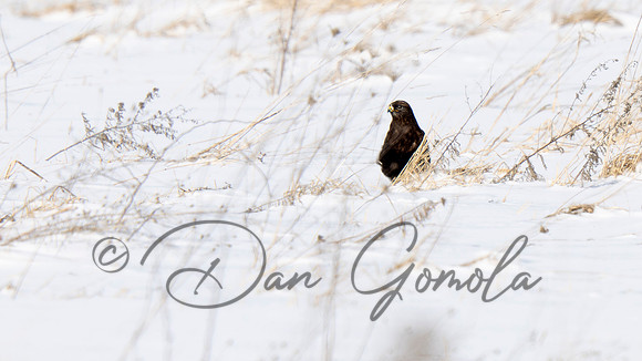 Rough-legged Hawk
