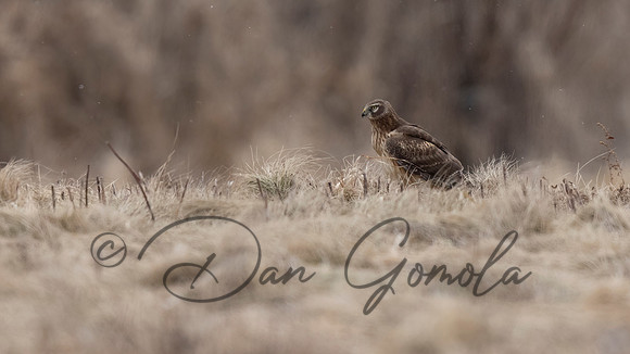 Northern Harrier